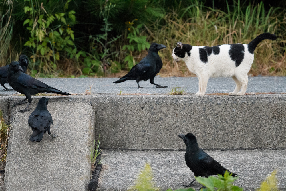 ネコとカラスたち a cat and crows