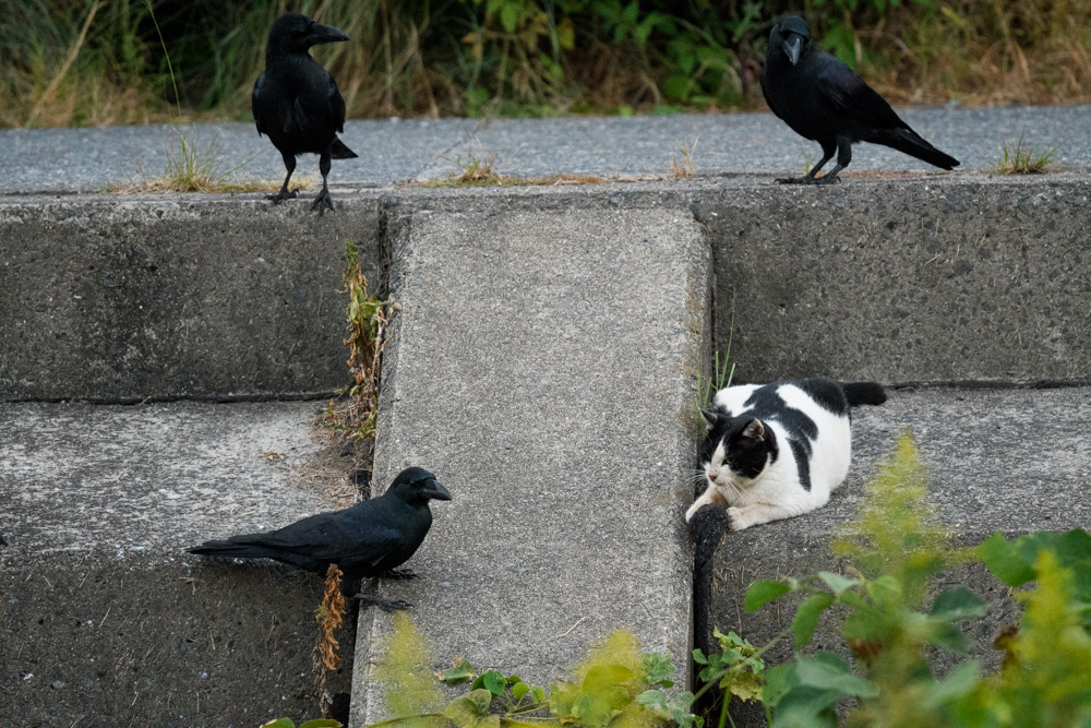 ネコとカラスたち a cat and crows