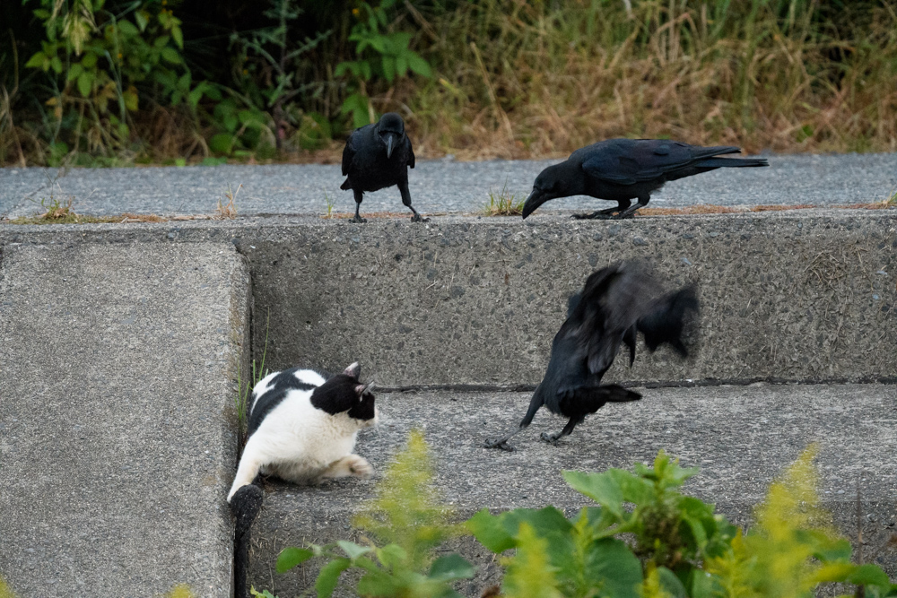 ネコとカラスたち a cat and crows