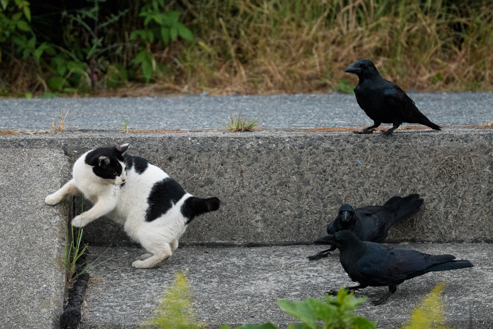 ネコとカラスたち a cat and crows