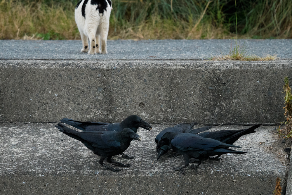 ネコとカラスたち a cat and crows