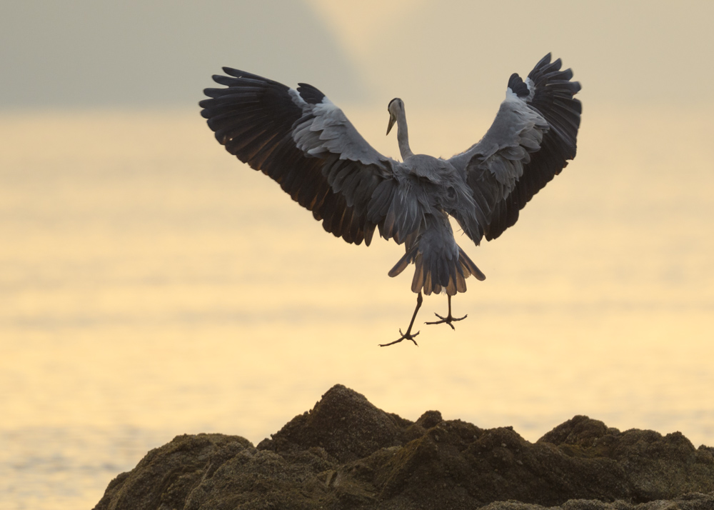 アオサギ / Grey Heron