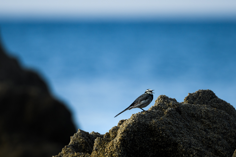 ハクセキレイ / White Wagtail