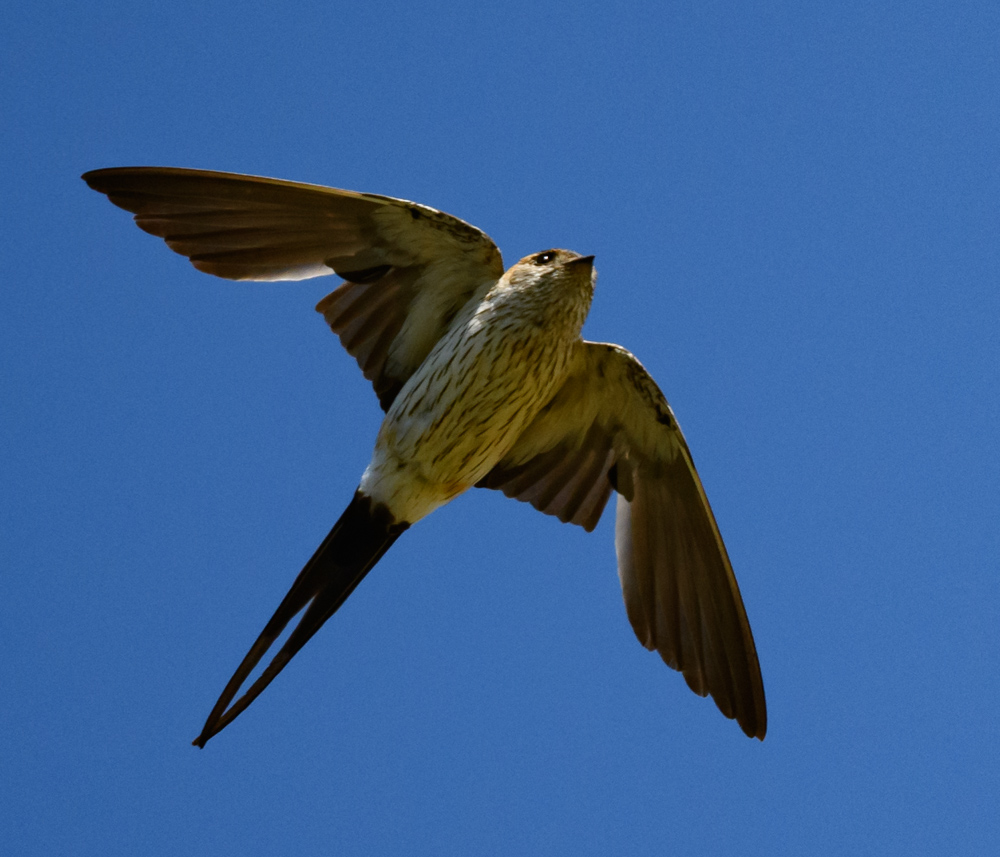 コシアカツバメ / Red-rumped Swallow