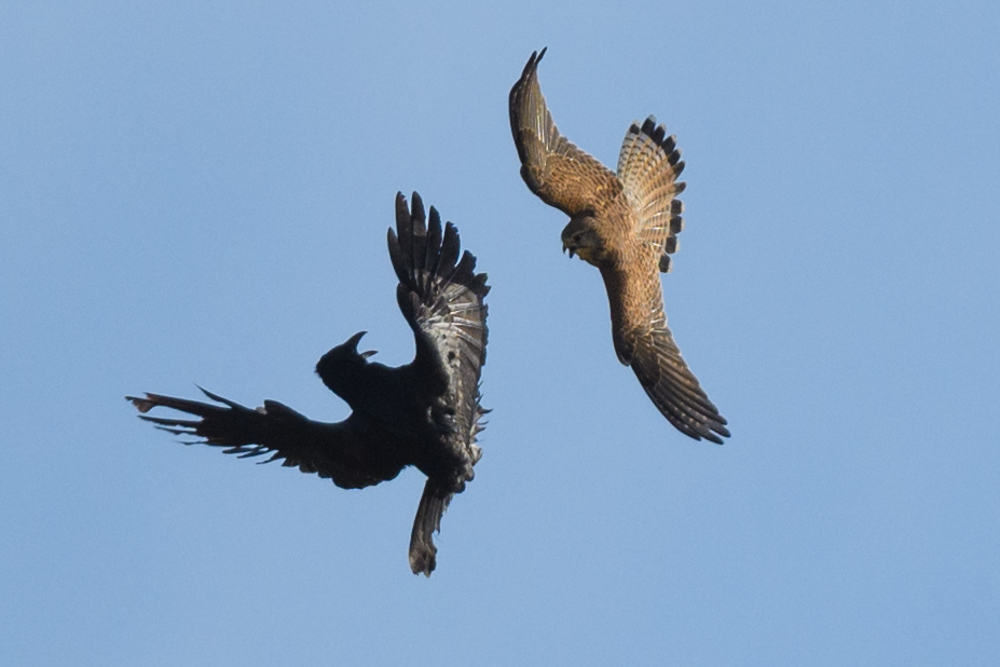 ハシボソガラスとチョウゲンボウの小競り合い Skirmish between a crow and a kestrel