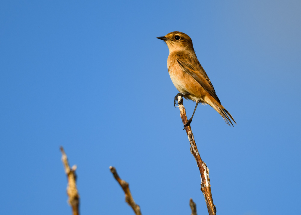 ノビタキ / Siberian Stonechat