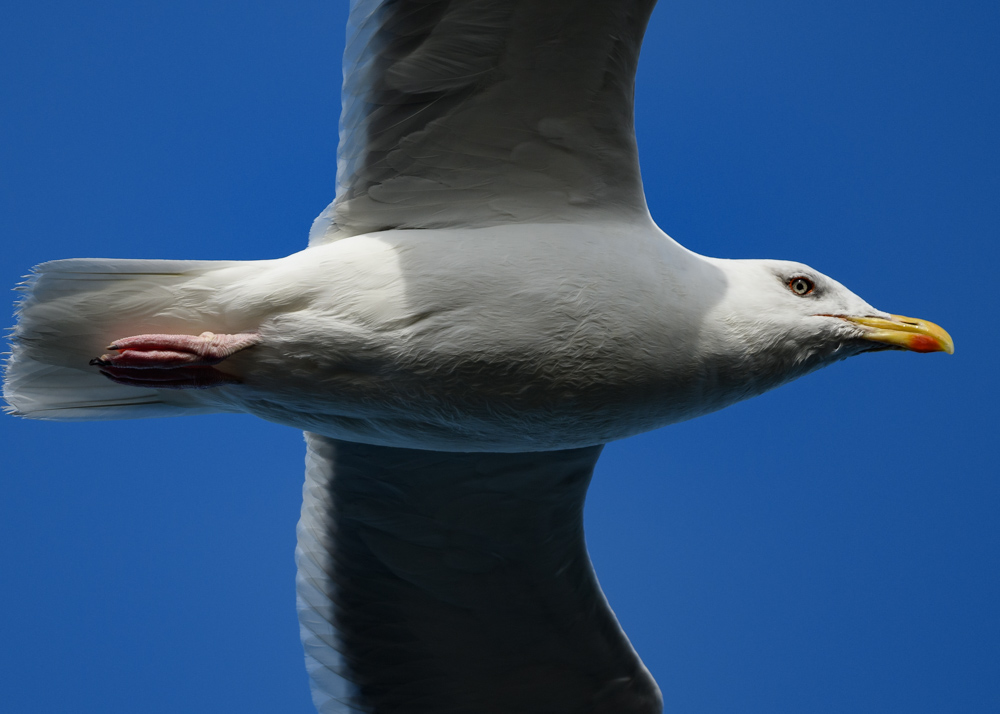 オオセグロカモメ / Slaty-backed Gull