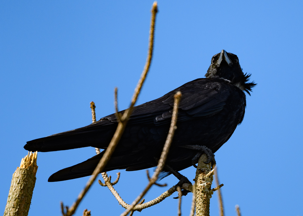 ハシボソガラス？ハシブトガラス？  / Carrion Crow? Large-billed Crow?