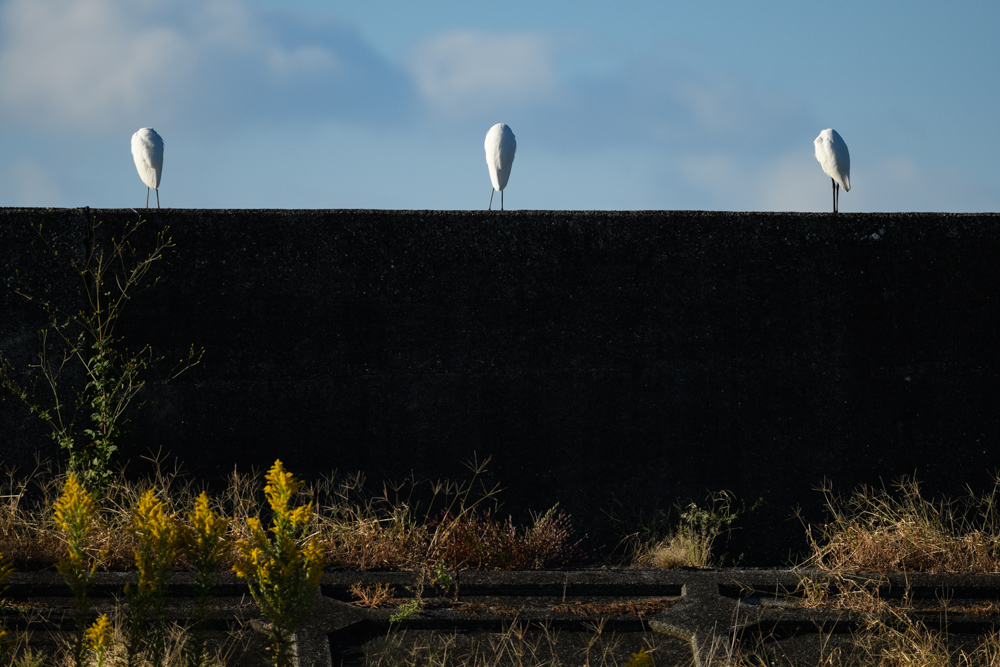 コサギ / Little Egret