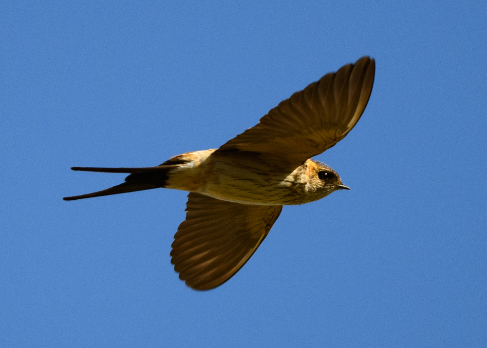 コシアカツバメ / Red-rumped Swallow