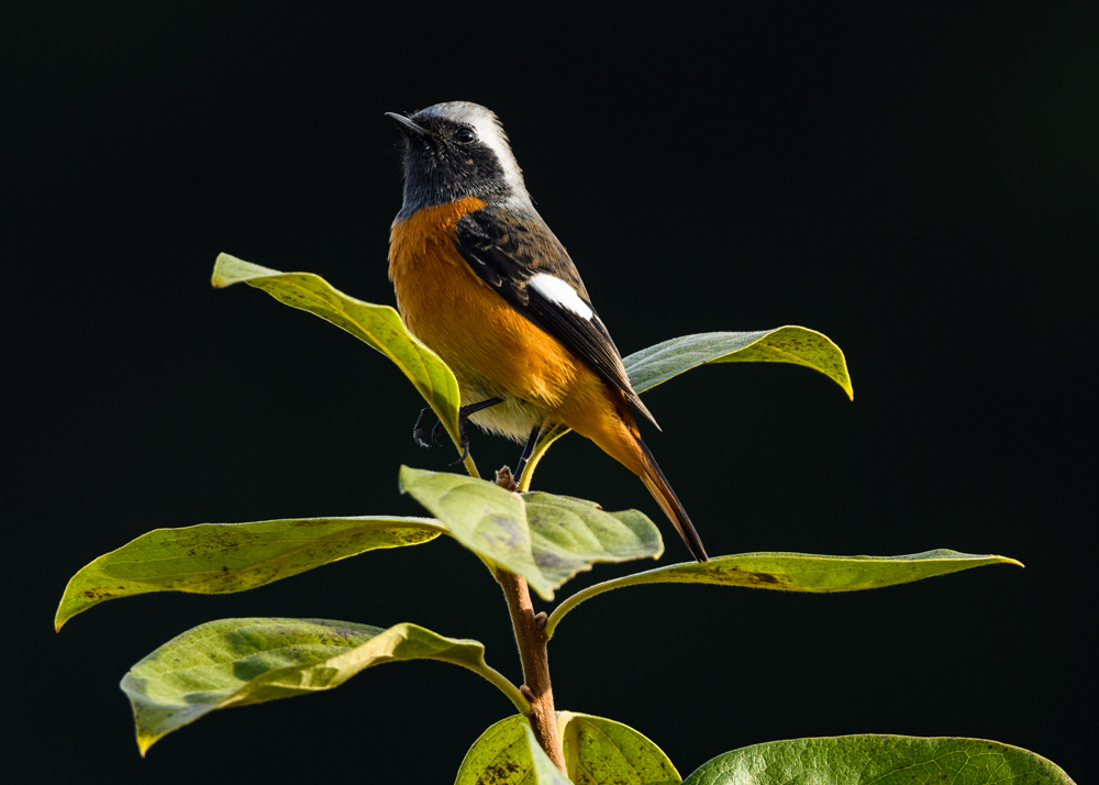 ジョウビタキ雄 / male Daurian Redstart
