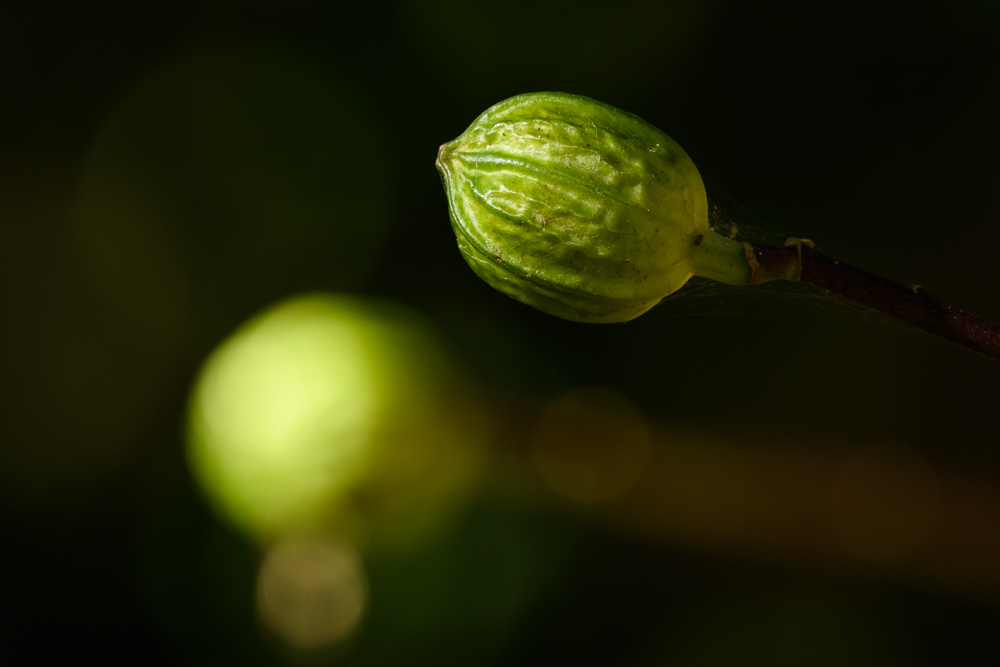 何かのつぼみ A bud of some kind