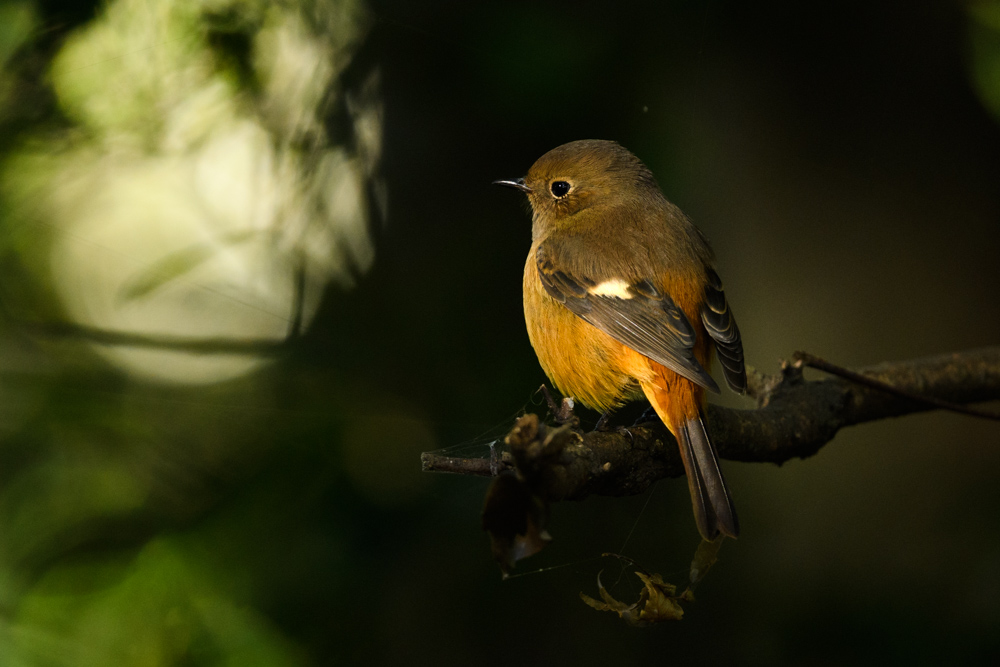 ジョウビタキ雌 / female Daurian Redstart