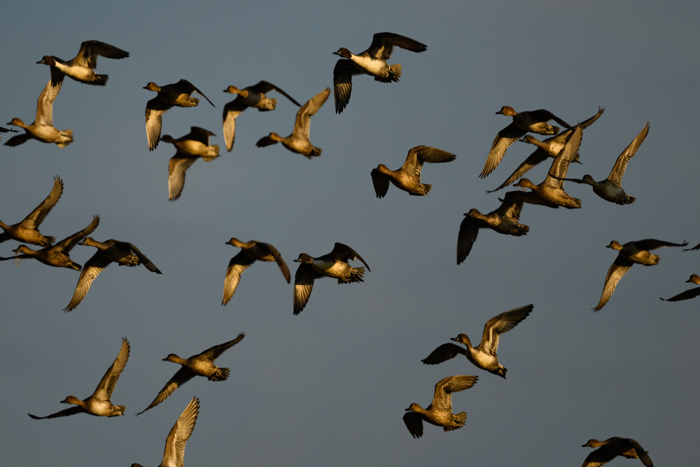 オナガガモ / Northern Pintails