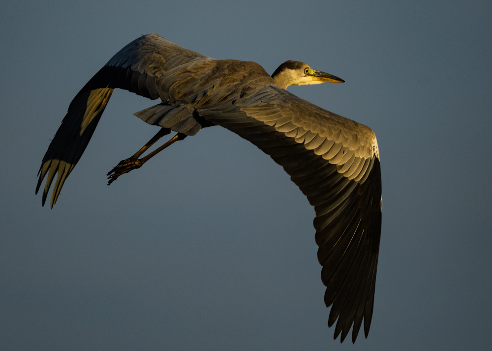 アオサギ / Grey Heron