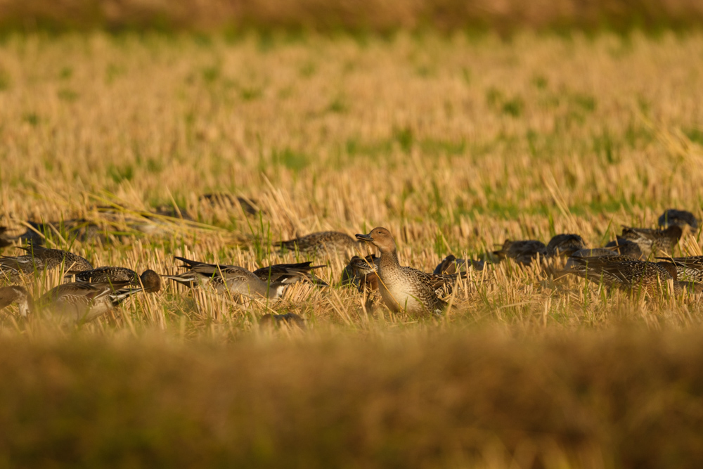 オナガガモ / Northern Pintails