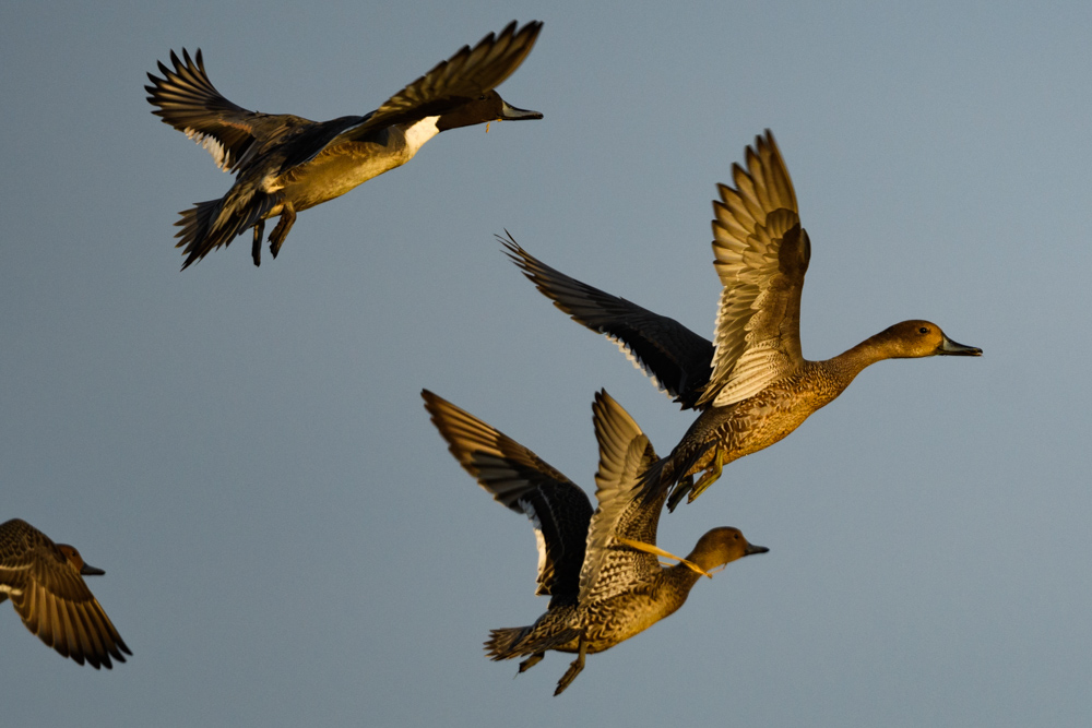 オナガガモ / Northern Pintails