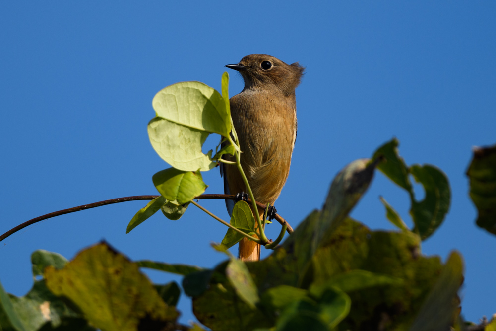 ジョウビタキ / Daurian Redstart