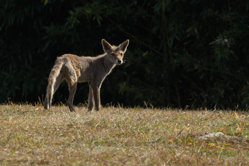 キツネ / Japanese Red Fox