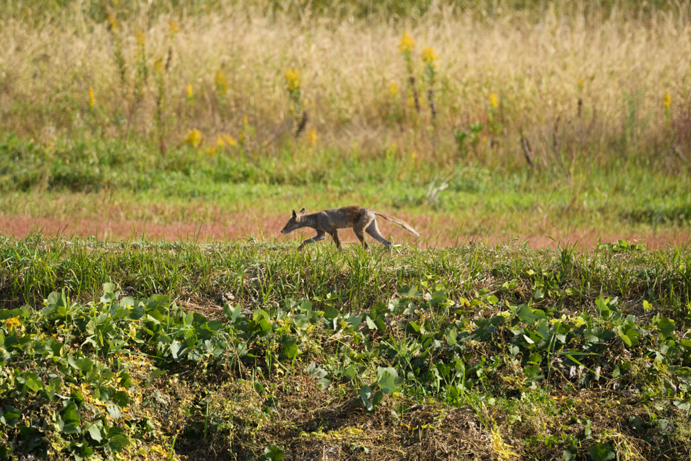 キツネ / Japanese Red Fox