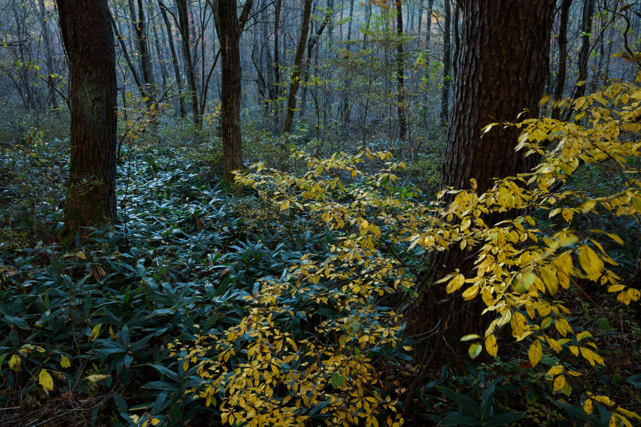 緑色と黄色の葉が広がる森 Forest with green and yellow leaves
