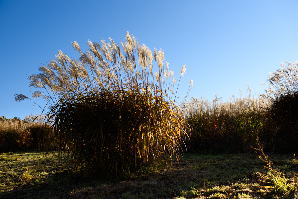 ススキ silver grass