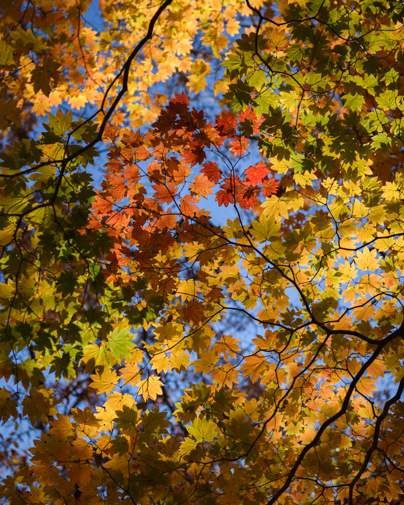 緑、黄、オレンジ色のモミジ Green, yellow and orange maple