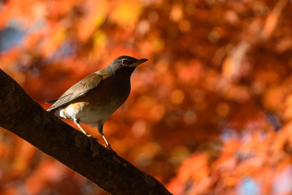 マミチャジナイ Eyebrowed Thrush