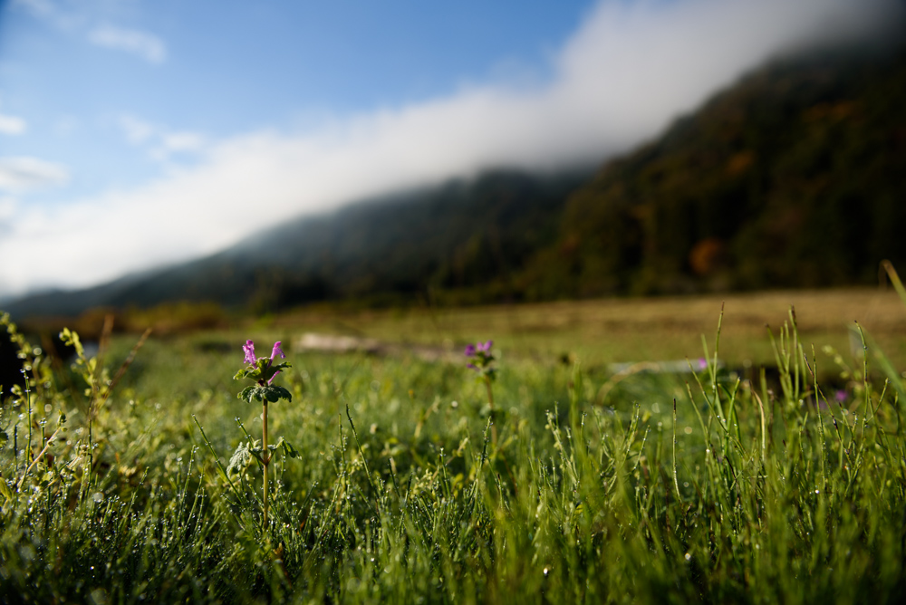 ホトケノザ henbit