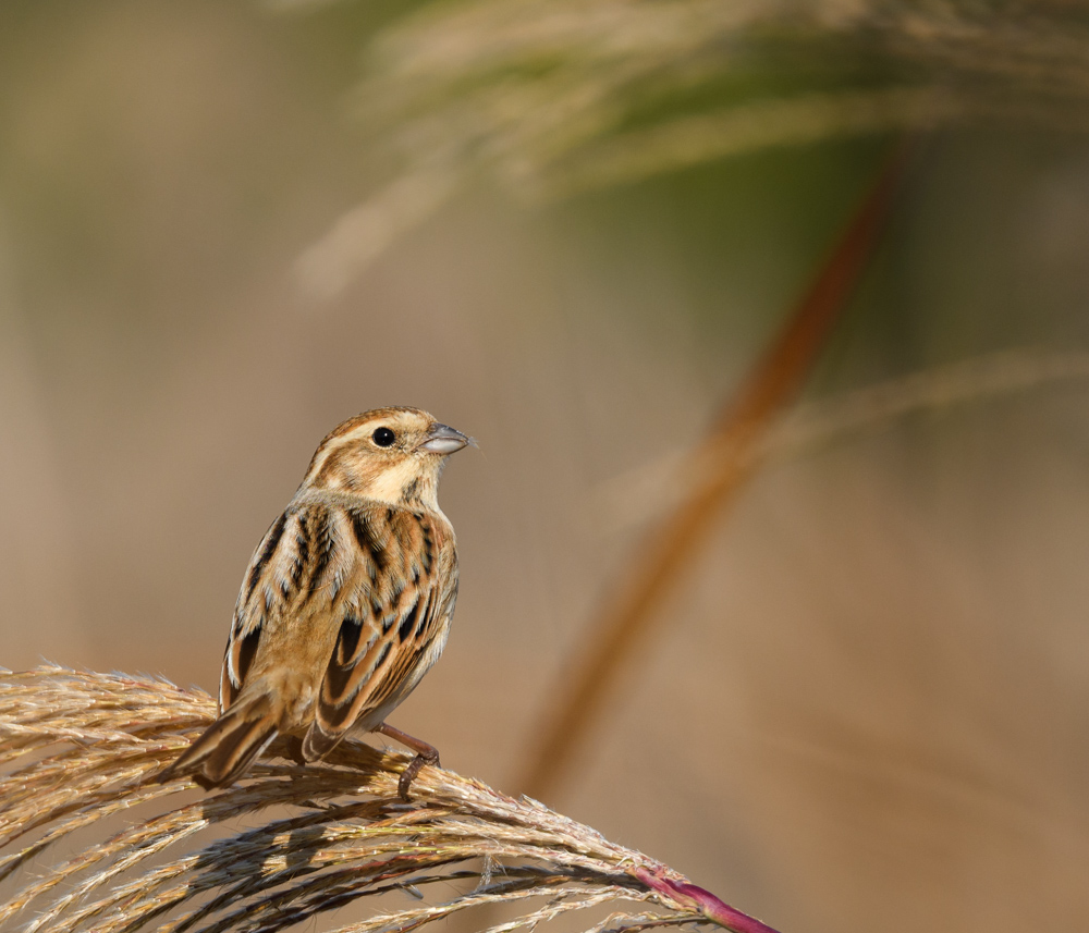 オオジュリン / Reed Bunting