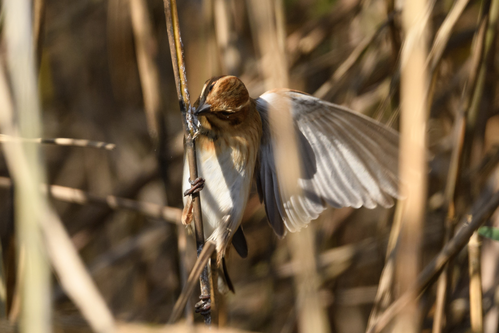 オオジュリン / Reed Bunting