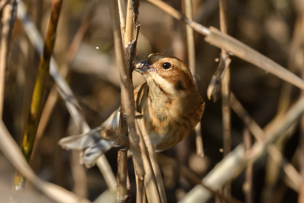 オオジュリン / Reed Bunting