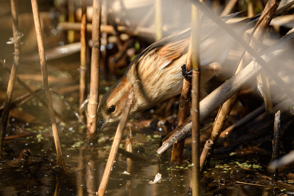 オオジュリン / Reed Bunting