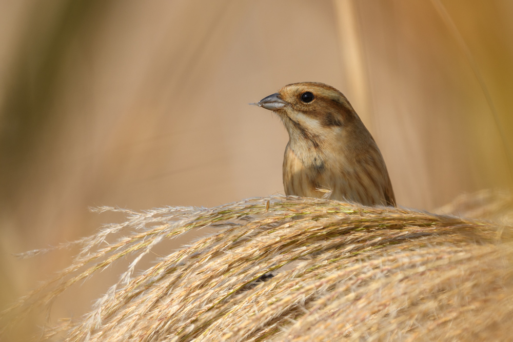 オオジュリン / Reed Bunting