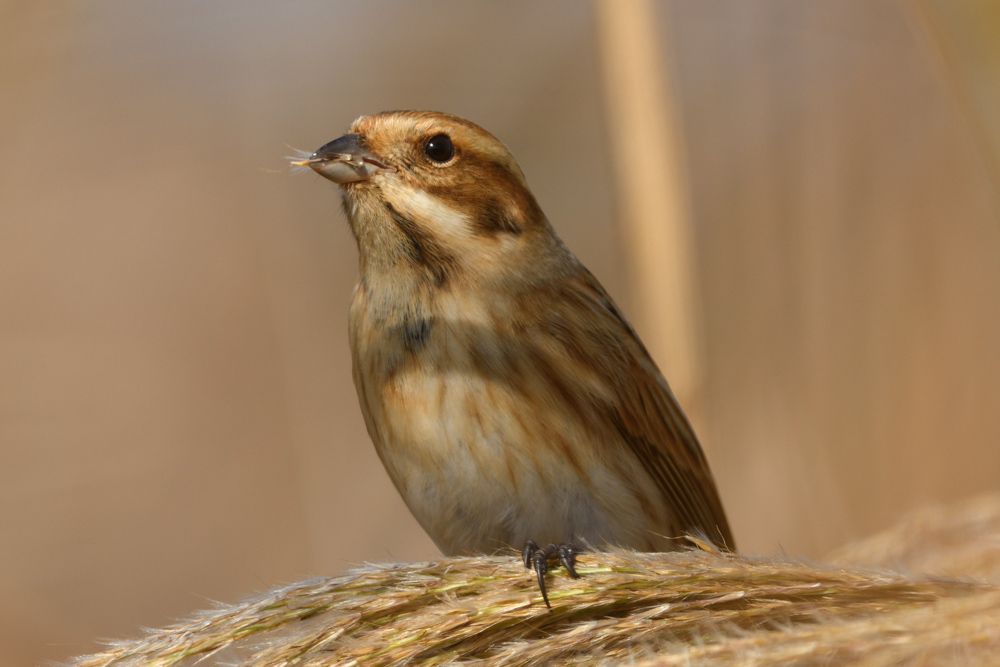 オオジュリン / Reed Bunting