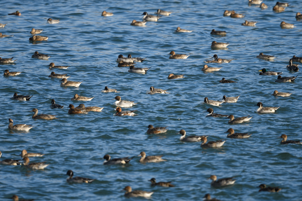 いろんなカモの群れ / Flock of various ducks