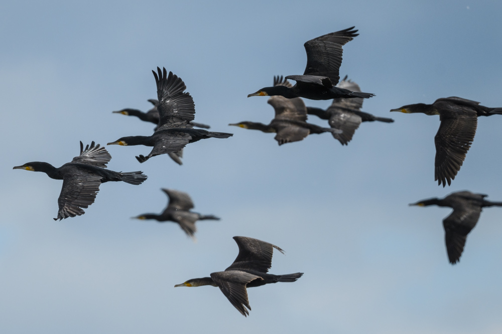 カワウ / Great Cormorants