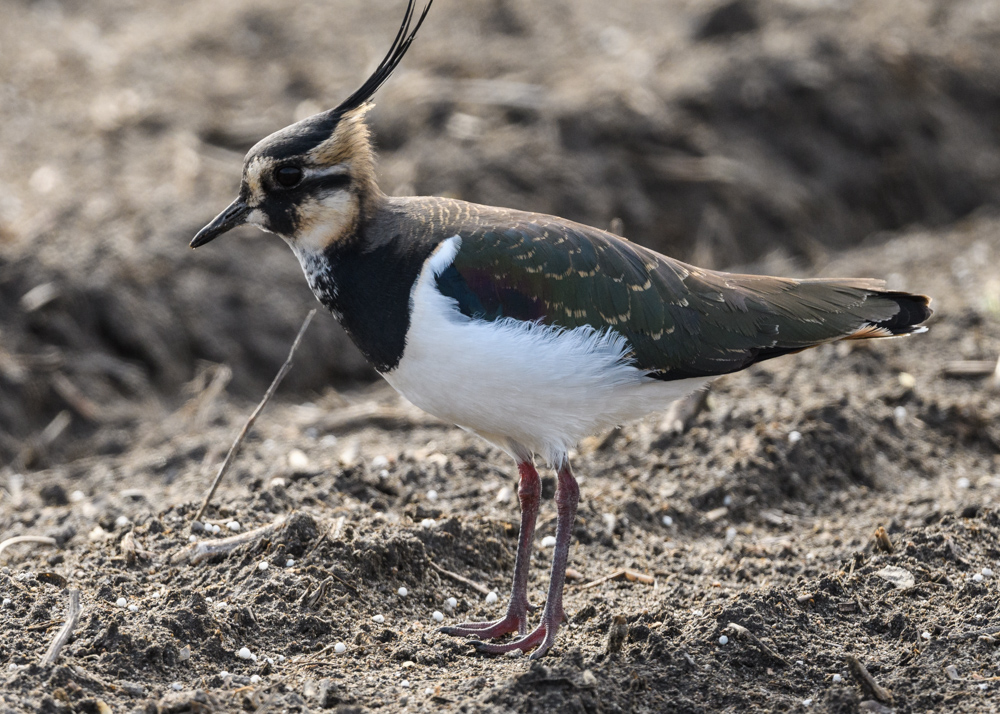 タゲリ / Northern Lapwing