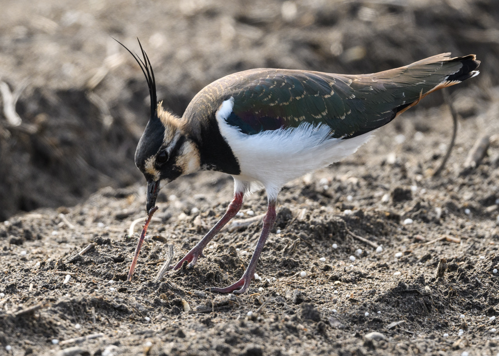 タゲリ / Northern Lapwing