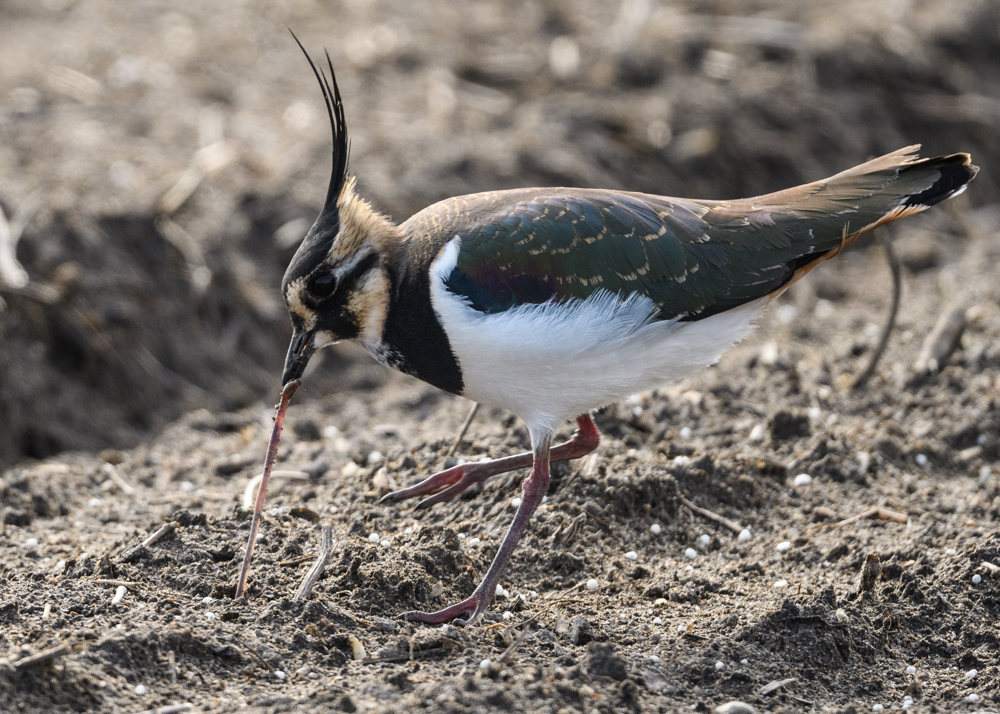 タゲリ / Northern Lapwing