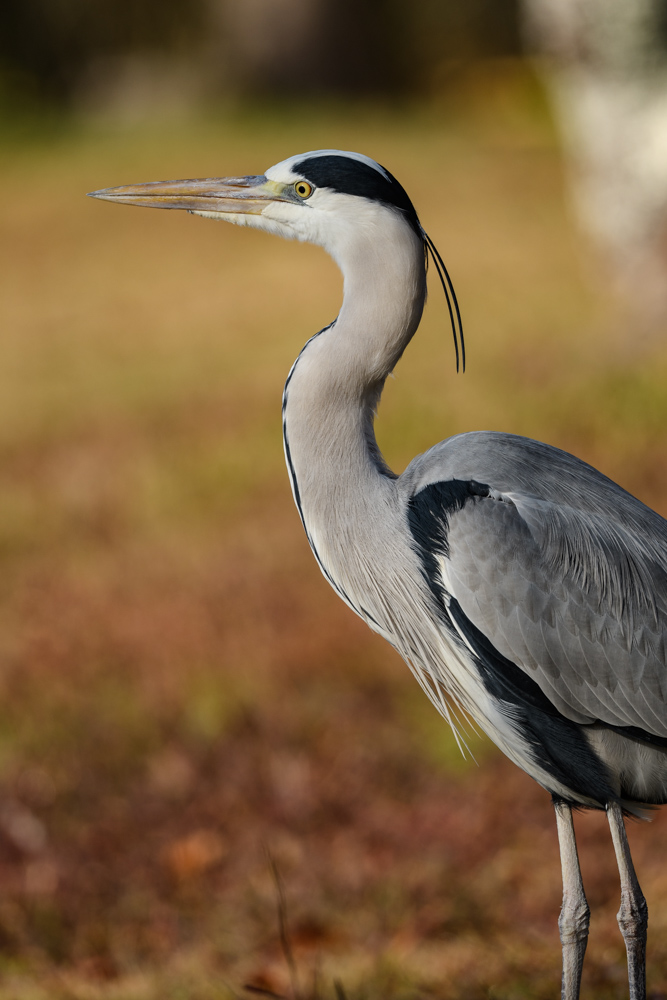 アオサギ / Grey Heron