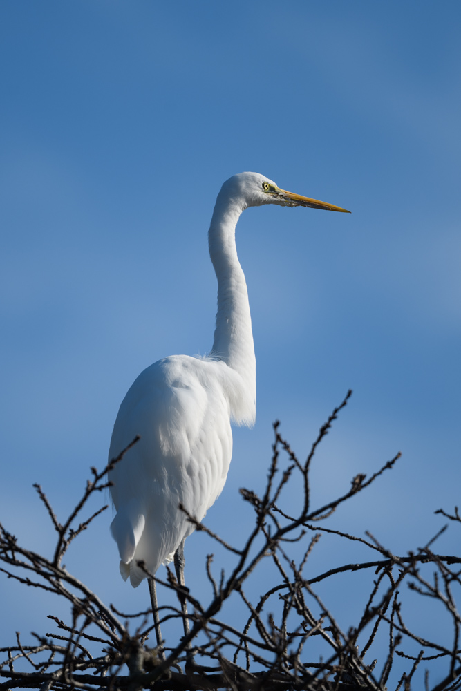 ダイサギ / Great Egret