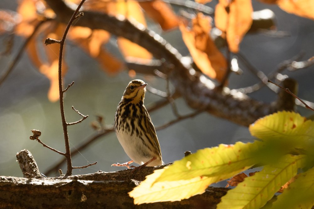 ビンズイ / Olive-backed Pipit