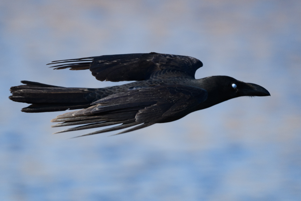 ハシブトガラス / Large-billed Crow