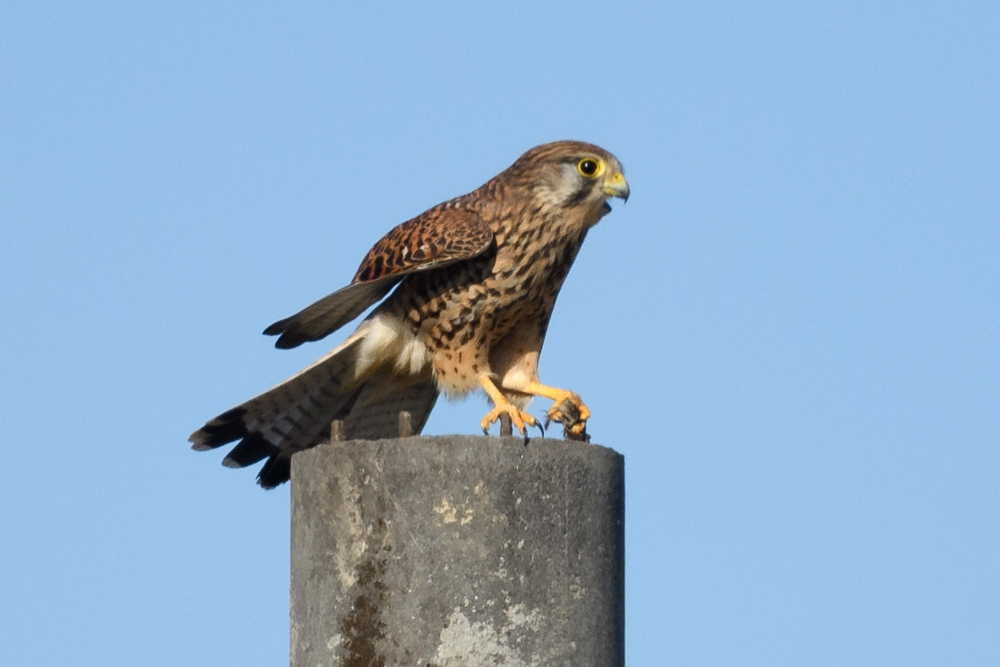 チョウゲンボウ / Common Kestrel