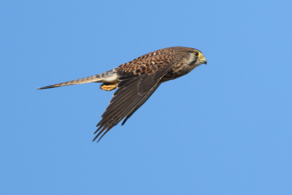 チョウゲンボウ / Common Kestrel