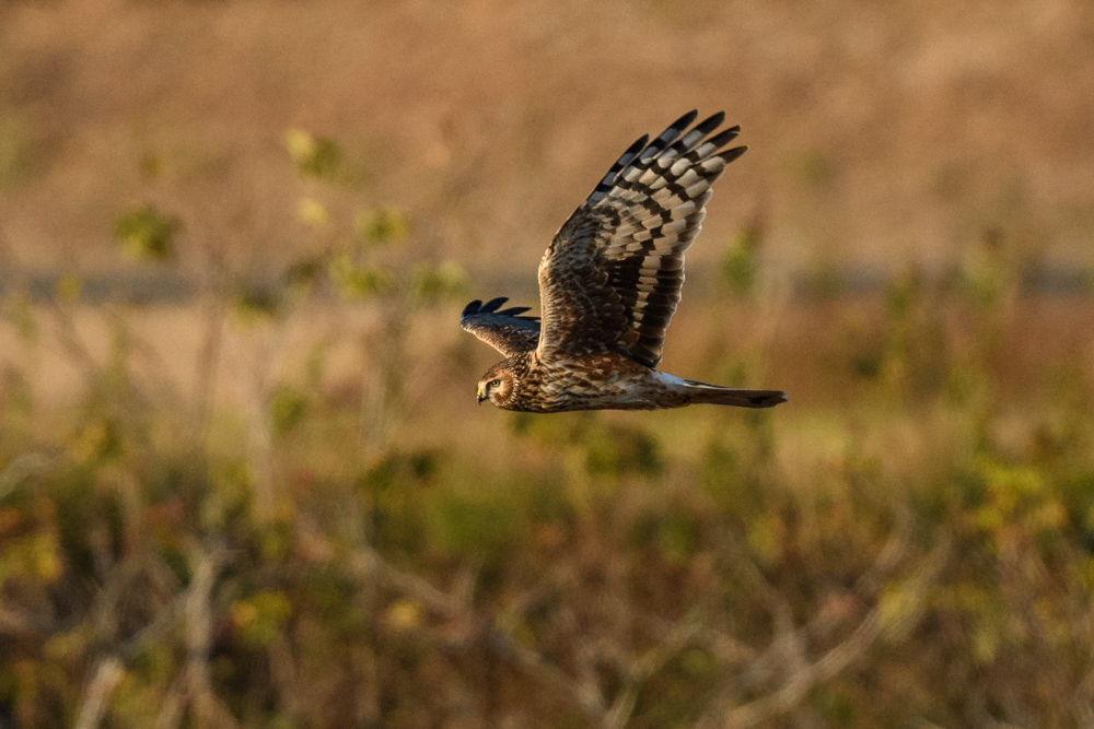 ハイイロチュウヒ / Hen Harrier