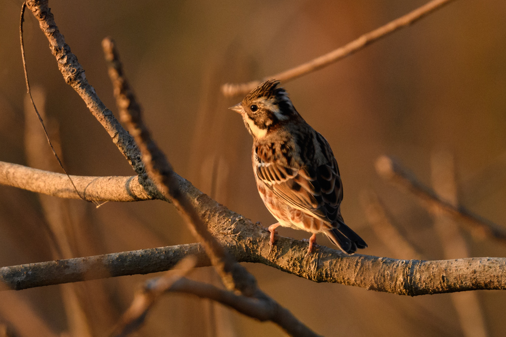 カシラダカ / Rustic Bunting