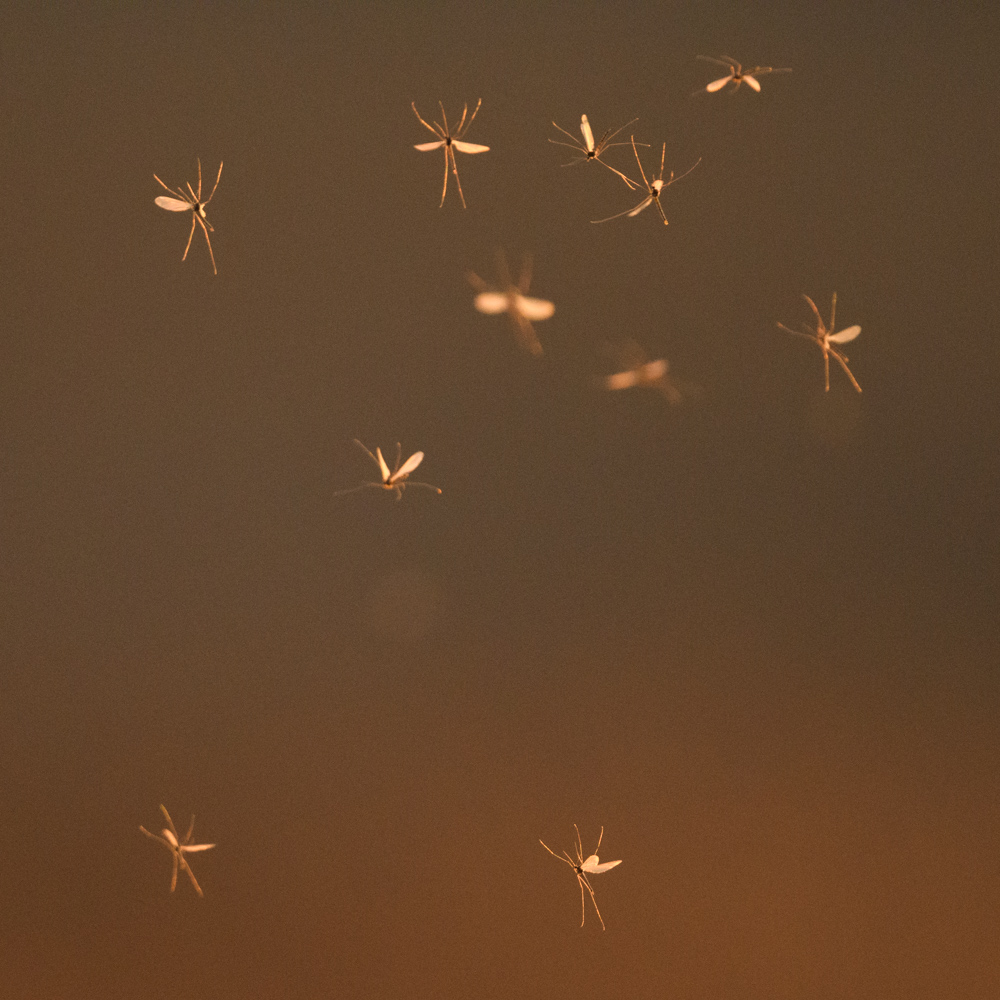 ユスリカ / Non-biting Midges