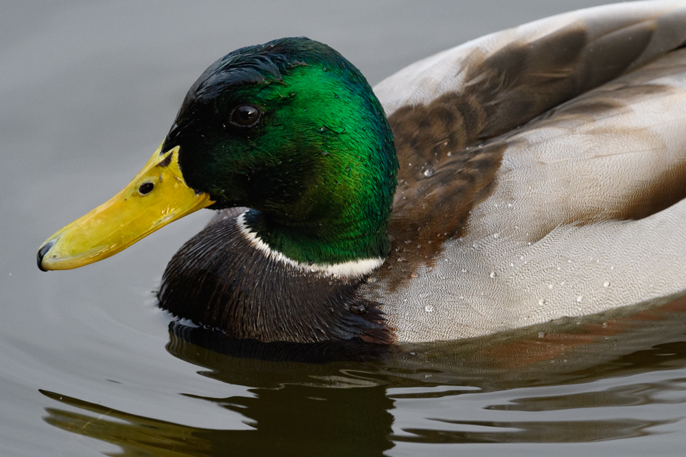 マガモ / Mallard